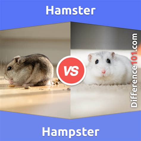 hampster por